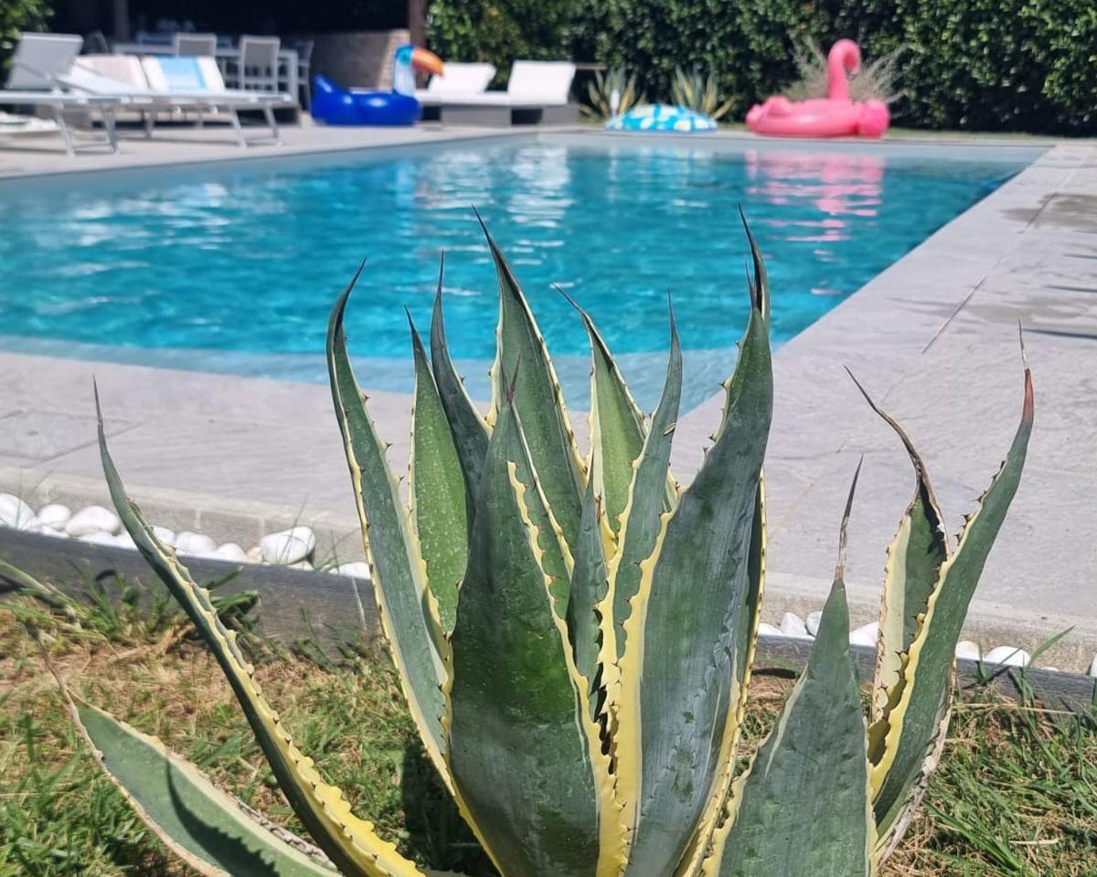 Piscina in giardino con bordo in pietra, aiuola di ciottoli e lettini
